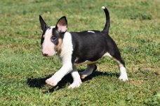  Bull terrier pups