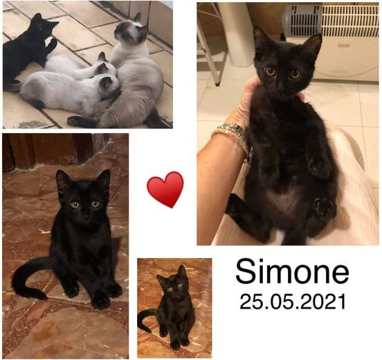 MJM Dogs Foundation: Isa=Simone - nr. 1