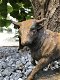 Een fraai beeld van een stier, gietijzer-rust-kado-beeld - 1 - Thumbnail