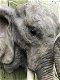 Een fraai wandornament van een olifantenkop,in detail - 2 - Thumbnail