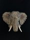 Een fraai wandornament van een olifantenkop,in detail - 4 - Thumbnail