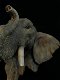 Een fraai wandornament van een olifantenkop,in detail - 6 - Thumbnail