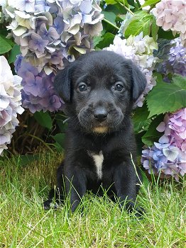 Borador pups(bordercollie x labrador) mogen nu mee - 0