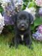 Borador pups(bordercollie x labrador) mogen nu mee - 0 - Thumbnail