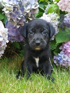 Borador pups(bordercollie x labrador) mogen nu mee