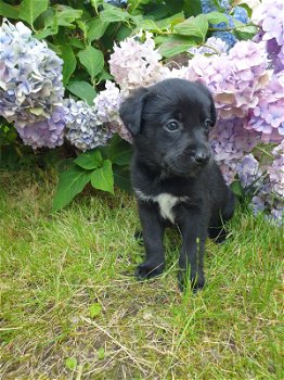 Borador pups(bordercollie x labrador) mogen nu mee - 1