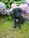 Borador pups(bordercollie x labrador) mogen nu mee - 1 - Thumbnail