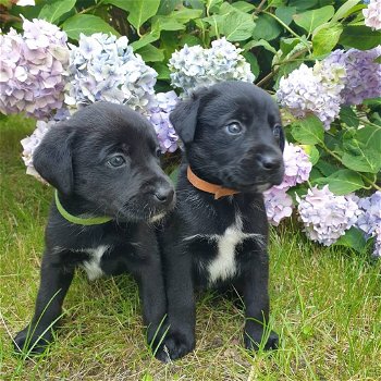 Borador pups(bordercollie x labrador) mogen nu mee - 2