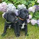 Borador pups(bordercollie x labrador) mogen nu mee - 2 - Thumbnail