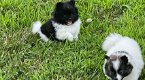 Pommeren Pups Te Koop - 0 - Thumbnail