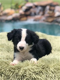 Border Collie Pups Te Koops Kiolas