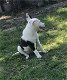 Border Collie Pups Te Koops Kiolas - 1 - Thumbnail
