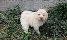 chow chow pups Te Kp