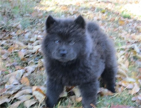 chow chow pups Te Kp - 1