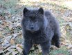 chow chow pups Te Kp - 1 - Thumbnail