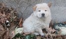 chow chow pups Te Kp - 2 - Thumbnail