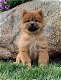 chow chow pups Te Kp - 3 - Thumbnail