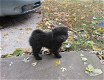 chow chow pups Te Kp - 4 - Thumbnail