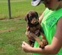 Dobermann Pinscher - 0 - Thumbnail