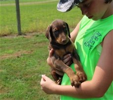 Dobermann Pinscher