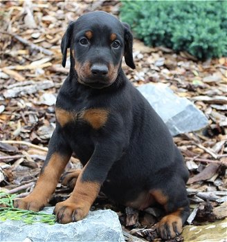 Dobermann Pinscher - 2