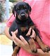 Dobermann Pinscher - 3 - Thumbnail