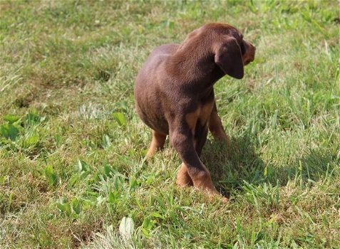 Dobermann Pinscher - 5