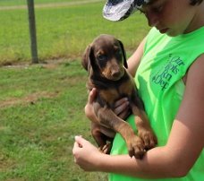 Dobermann Pinscher TE Koops