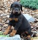 Dobermann Pinscher TE Koops - 2 - Thumbnail