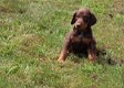 Dobermann Pinscher TE Koops - 4 - Thumbnail