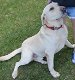 Labrador Retriever Pups Te Kp - 0 - Thumbnail