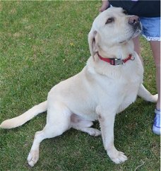 Labrador Retriever Pups Te Kp