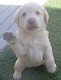 Labrador Retriever Pups Te Kp - 1 - Thumbnail