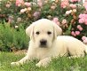 Labrador Retriever Pups Te Kp - 2 - Thumbnail