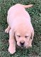 Labrador Retriever Pups Te Kp - 3 - Thumbnail