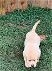 Labrador Retriever Pups Te Kp - 4 - Thumbnail