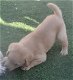 Labrador Retriever Pups Te Kp - 5 - Thumbnail