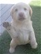 Labrador Retriever Pups Te Koop - 1 - Thumbnail