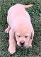 Labrador Retriever Pups Te Koop - 4 - Thumbnail