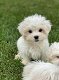 Schattige Maltezer puppy's te koop - 1 - Thumbnail