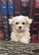 Schattige Maltezer puppy's te koop - 2 - Thumbnail