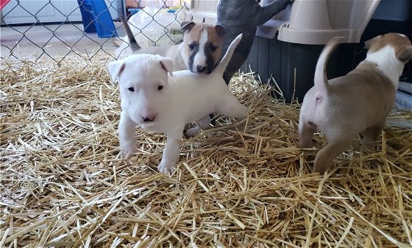 Miniatuur Bull Terrier-puppy's - 0