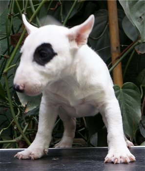 Miniatuur Bull Terrier-puppy's - 2
