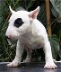 Miniatuur Bull Terrier-puppy's - 2 - Thumbnail