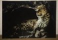 Prachtige kunst op glas van een luipaard , panter, heel mooi - 1 - Thumbnail