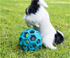 Shih Tzu Puppy's