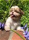 Shih Tzu Puppy's - 1 - Thumbnail