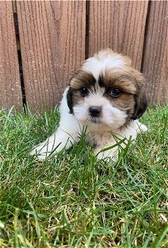 Shih Tzu Puppy's - 2