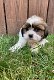 Shih Tzu Puppy's - 2 - Thumbnail