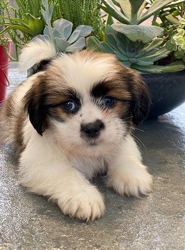 Shih Tzu Puppy's - 3